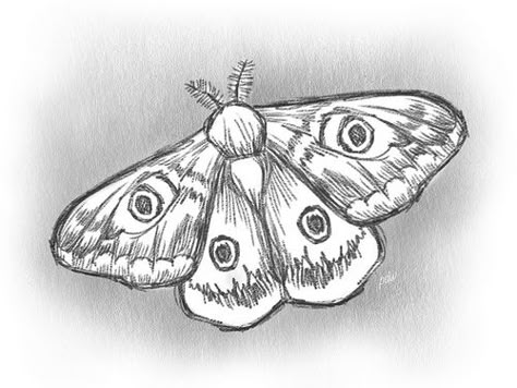 Moth With Eye Wings Moth With Wings Down, Animal With Wings Drawing, Cool Moth Drawing, Moth Art Reference, Moth Study Drawing, Moth Drawings Simple, Realistic Moth Drawing, Moths Drawing Simple, Butterfly And Moth Drawing