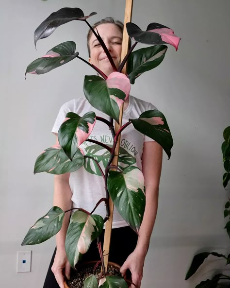 The Ultimate Guide To Philodendron Pink Princess Care Philodendron Care, House Plant Decor, Plant Business, Philodendron Pink Princess, Pink Plants, Big Momma, Plant Party, Container Vegetables, Philodendron Plant