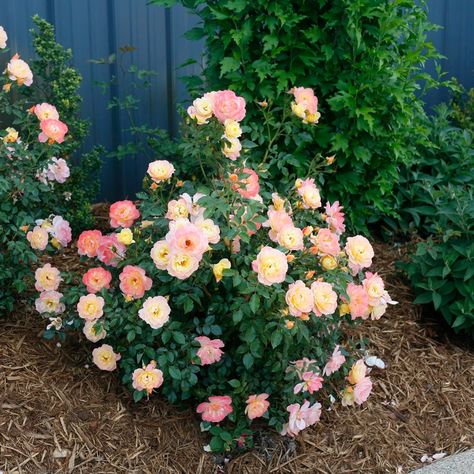 Meadow Nursery, Backyard Flowers Beds, Proven Winners Perennials, Ice Rose, Lakeside Garden, Colorful Shrubs, Landscaping With Roses, Growing Peonies, Rose Care