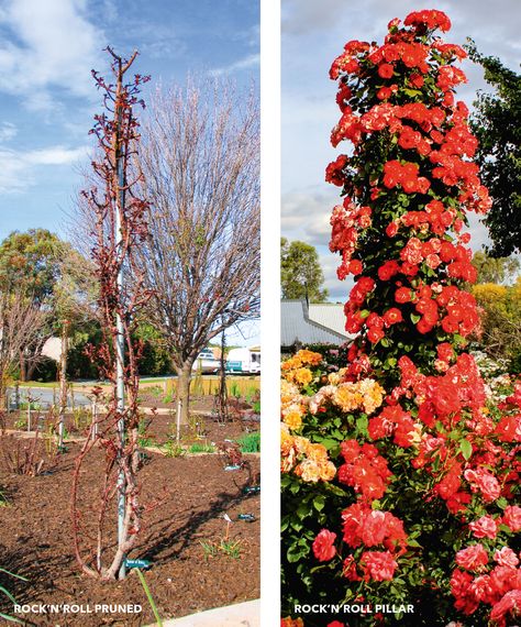 Claire Austin Rose, Iceberg Climbing Rose, Yellow Climbing Rose, Climbing Roses Trellis, Rose Garden Landscape, Rose Home Decor, Rose Plant Care, Rose Garden Design, Rose Trellis