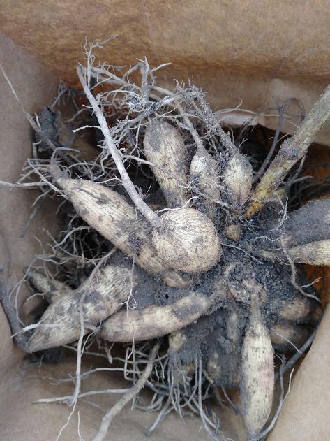 Overwintering Dahlia Bulbs, Digging Up Dahlia Tubers, When To Dig Up Dahlia Bulbs, How To Winterize Dahlias, Saving Dahlia Tubers, Storing Dahlia Tubers, Dahlia Bulbs Storing, Dahlia Tuber Storage, Dahlia Storage