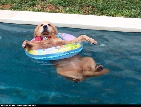 18 Dogs Thinking About Summer and Chilling in the Pool In The Pool, Golden Retrievers, Funny Animal Pictures, 귀여운 동물, Animal Gifs, Funny Animal Videos, The Pool, I Love Dogs, Dog Life