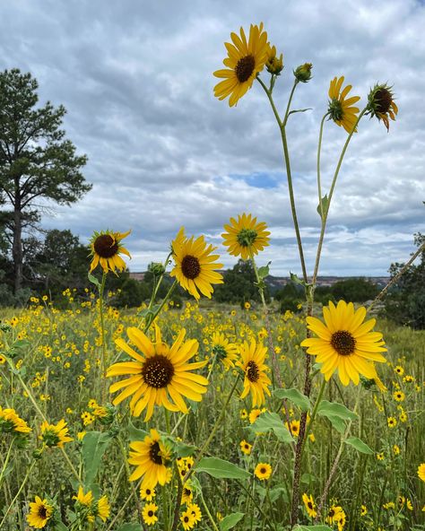 Swooning over the fields of wild sunflowers in New Mexico. 🌻 Wild Sunflowers, Wild Sunflower, Sunflower Fields, Engagement Photoshoot, Engagement Photo, New Mexico, Engagement Photos, Photo Shoot, Sunflower