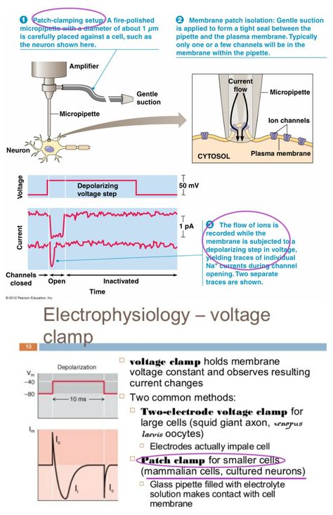 The patch clamp / Voltage clamp technique is a laboratory technique in electrophysiology that allows the study of single or multiple ion channels in cells Organisms Science, Laboratory Techniques, Plasma Membrane, Living Organisms, Science Lab, Neurology, The Study, Neuroscience, Diy Art