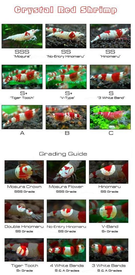 Crystal Red Shrimp grades Crystal Red Shrimp, Shrimp Breeding Tanks, Caridina Shrimp Tank, Nano Shrimp Tank, Shrimp Breeding, Shrimp Aquarium, Pet Shrimp, Axolotl Tank, Tiger Shrimp