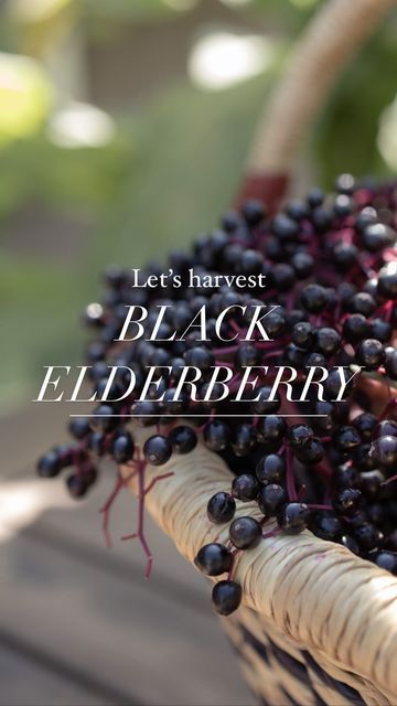 Katie McGinn | Garden Coach & Wildcrafter on Instagram: "If you’re lucky enough to have access to black elderberry, then now is the time to harvest it! At least, now is the time here in the PNW. This edible berry has been in home apothecaries for thousands of years. The are high in vitamins C and A, they are rich in anti-oxidants, and have antiviral and anti-inflammatory properties. Often referred to as “the people’s medicine chest”, elderberries are most widely used to support the immune system through colds and flu, reducing symptoms significantly. An important thing to note is that elderberries should be cooked before consuming, as they are mildly toxic in their raw form. They are also quite bitter, so you likely wouldn’t enjoy them raw either way. It is also important to note tha Black Elderberry, Medicine Chest, Vitamins C, Herbal Healing, The Immune System, Now Is The Time, To The Rescue, Immune Boosting, Immune System