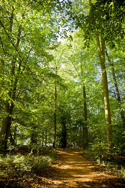 Oxford Uk, Woodland Walk, University Of Oxford, Forest Path, The Bachelor, Walk In The Woods, Forest Landscape, Nature Trail, Beautiful Tree