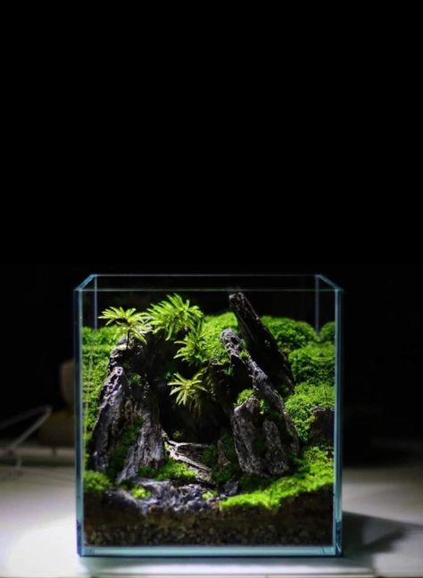 Square Aquascape, 30cm Cube Aquascape, Square Terrarium, Hobbit Garden, Orchid Terrarium, Nature Tank, Plant In Glass, Aqua Tank, Aquascape Design