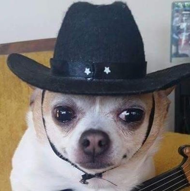 Cowboy Chi Chi Funny Dog Faces, Cowboy Pictures, Very Cute Dogs, Funny Animal Photos, Cute Dog Pictures, Snapchat Funny, Silly Dogs, Funny Dog Pictures, Dog Wallpaper