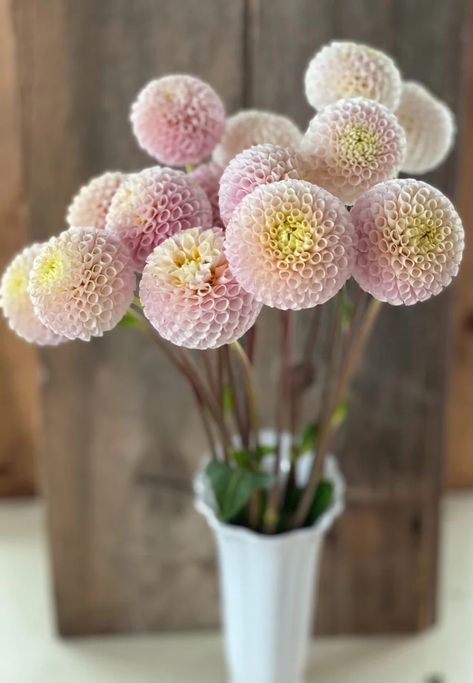 Dahlia Tubers, English Country Gardens, Cut Flower Garden, Dahlia Flower, Country Gardening, Small World, Cut Flowers, Dusty Pink, Dahlia