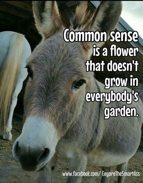 Funny Donkey Pictures, Mini Donkeys, Donkey Funny, Good Morning Animals, Funny Animal Quotes, Funny Cartoon Quotes, Funny Posters, Funny Animal Jokes, Cartoon Quotes