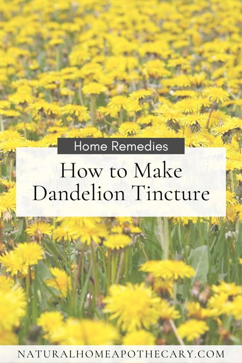 Learn how to make an all natural DIY Dandelion tincture from a freely accessible plant for your home apothecary. Dandelion Tincture How To Make, Dandelion Tincture, Diy Dandelion, Dandelion Aesthetic, Cough Syrup Recipe, Dandelion Benefits, Natural Diuretic, Cough Medicine, Sooth Sore Throat