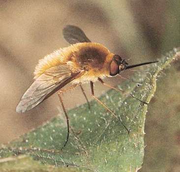 Bee fly (Sparmopolius fulvus) Bee Species, Bee Fly, Dense Hair, Happy Juice, Fly Insect, Solitary Bees, Cool Bugs, Insect Art, Drawing Stuff