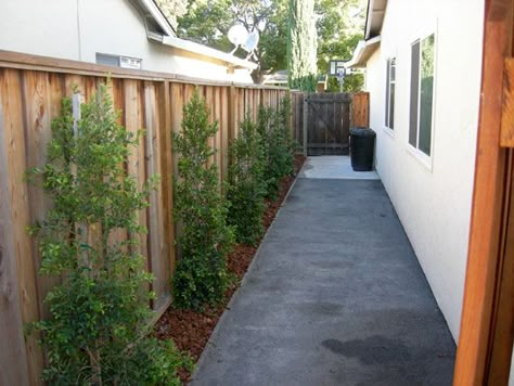 Concrete Paths Around House, Cement Side Yard, Close Houses Privacy, Cement Walkway Side Of House, Side Yard Cement Ideas, Concrete Path Side Of House, Side Concrete Walkway, Side Yard Concrete Walkway, Small Sideyard Landscape Design