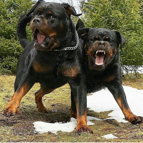 Caption this ⤵️ 📸 -@knutne . #rottweiler #rottweilers #rottweilerpuppy #rottweilerworld #rottweilerbreed #rottweilerlover #rottweilersofig #rottweilertales . Rottweiler Pictures, Rottweiler Dog Breed, Rottweiler Breed, Rottweiler Love, Big Dog Breeds, Rottweiler Lovers, Scary Dogs, Dangerous Dogs, Rottweiler Puppies