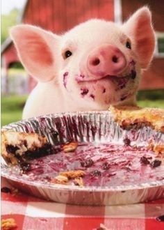 Teacup Pigs, Happy Pig, Cute Piglets, Mini Pigs, Baby Pigs, Cute Pigs, Cute Animal Pictures, Funny Animal Pictures