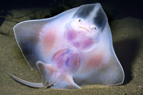 The Big Skate Has See-Through is listed (or ranked) 10 on the list The Coolest See-Through Ocean Animals Transparent Fish, Stingray Fish, Ocean Friends, I Love The Ocean, Fauna Marina, Albino Animals, Sea Slugs, Sea Slug, Beautiful Sea Creatures