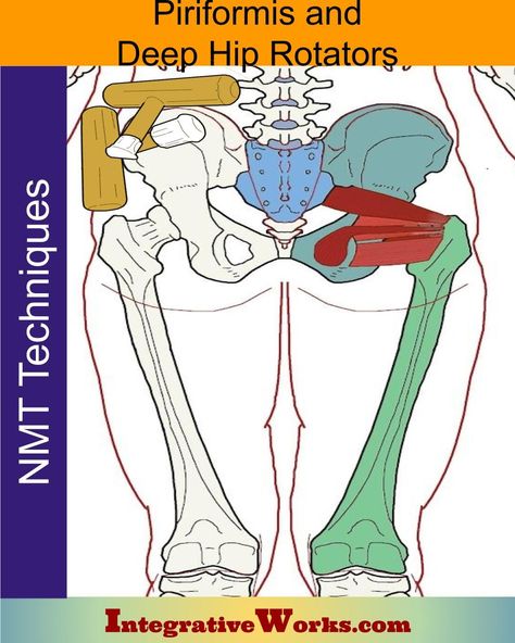 Piriformis & Deep Hip Rotators - Neuromuscular Massage Protocol - Integrative Works Therapist Notes, Neuromuscular Therapy, Bursitis Hip, Piriformis Muscle, Anatomy Medical, Chronic Obstructive Pulmonary Disease, Sedentary Lifestyle, 200 Pounds, Mind Body Connection