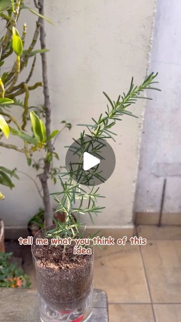 Herb Garden, Gardening Tips, Diy Garden, Rosemary, Projects To Try, Seeds, Solar, Plants, Flowers