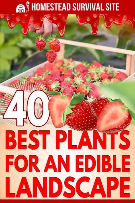 Eatable Garden, Edible Backyard, Making A Garden, Crop Ideas, Live Off The Land, Food Forest Garden, Farm Hacks, Companion Gardening, Recipes By Ingredients