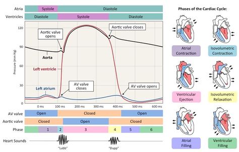 cardiac cycle Cardiac Cycle Study Notes, Cardiac Cycle Diagram, Cardiac Conduction System, Cath Lab Nursing, V Fib Cardiac Rhythms, Cardiac Dysrhythmias, Ultrasound Physics, Cardiac Cycle, Biology Diagrams