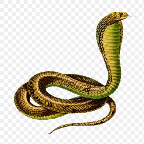 Wildlife Drawings, Snake Png, Snake Images, Snake Painting, Snake Photos, Snake Reptile, Snake Dragon, Watercolor Paintings Of Animals, Romantic Love Images