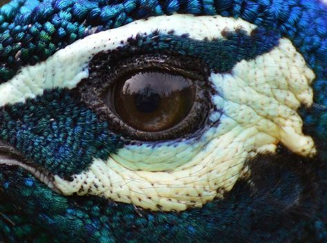 Peacock Eye Close Up - Free photo on Pixabay Iridescent Bird, Bird Display, Bird Eyes, Peacock Eyes, Peacock Photos, Animal Eyes, Eye Close Up, Scale Reference, Peacock Painting