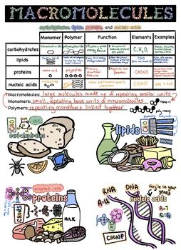 Doodle notes and presentation to walk your class through the macromolecules (biomolecules/organic molecules).Links to Doodle Notes and the answer key/example are on the last slide of the presentation. Biomolecules Drawing, Biomolecules Poster, Biomolecules Notes Biology, Macro Molecules, Highschool Biology, Macromolecules Biology, Biological Macromolecules, Doodle Notes Science, Mole Concept