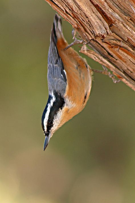 Red-breasted Nuthatch, love these little upside down cuties!! Nuthatch Bird, Drawing Birds, Hope Is The Thing With Feathers, World Birds, British Garden, Bird Photos, Different Birds, Backyard Birds, Bird Pictures