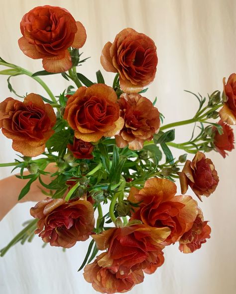 Rust Butterfly Ranunculus, Orange Spring Flowers, Dark Fall Flowers, Rust Colored Flowers, Brown Ranunculus, Orange Butterfly Ranunculus, Auburn Aesthetic, Rust Ranunculus, Amber Flowers