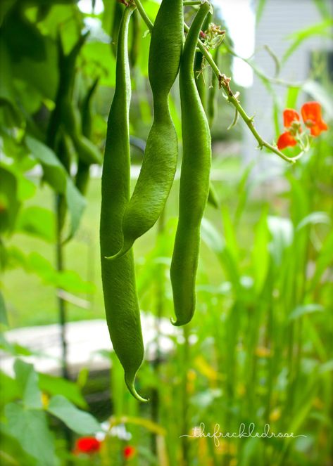 Growing Runner Beans, Scarlet Runner Beans, Growing Peas, Snap Beans, Petunia Plant, Different Fruits And Vegetables, Runner Beans, Homestead Gardens, Garden Vines