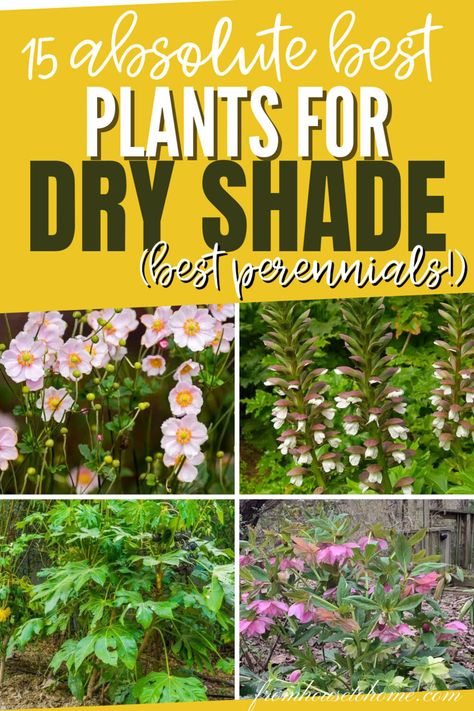 For drought-tolerant plants and flowers that will grow in dry shade, try these tough shrubs and perennials in your garden design. Shrubs For Dry Shade, Colocasia Plant, Elephant Ear Plant Care, Plants For Dry Shade, Full Shade Plants, Dry Stream, Drought Tolerant Shrubs, Dry Shade Plants, Perennials Flowers