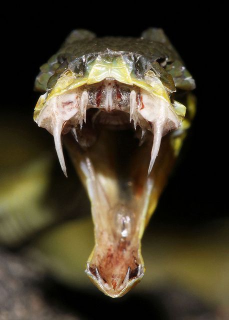 "Viper Skull Carcass" by Dan Rosenberg    "The festering evil carcass of a juvenile Bamboo Viper (Cryptelytrops albolabris). Found near Shek Pik, Lantau Island, Hong Kong" Cool Snakes, Beautiful Snakes, Reptile Snakes, Crocodiles, Reptiles And Amphibians, Animal Planet, Amphibians, Fashion Luxury, Beautiful Creatures