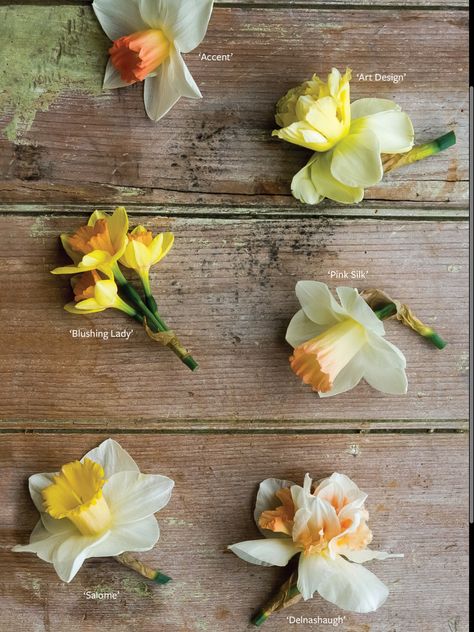 Daffodil Photography, Daffodil Wedding, Wafer Paper Flowers, Narcissus Flower, Daffodil Flower, Crepe Paper Flowers, Floral Photo, Plant Pictures, Types Of Flowers