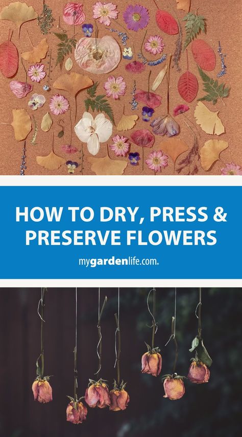 Discover how to dry and press flowers to create long-lasting, beautiful keepsakes. This guide covers DIY dried flowers, crafting with preserved blooms, and unique gift ideas. Whether it's a bouquet or wildflowers, learn how to preserve your favorite blooms for art or display. Find more home and garden DIY crafts at MyGardenLife.com. Diy Preserving Flowers, Dried Preserved Flowers, How To Press And Frame Flowers, Diy Floral Preservative, Dried Flowers How To, How To Properly Dry Flowers, How To Press And Dry Flowers, Diy Drying Flowers, How To Preserve Fresh Flowers