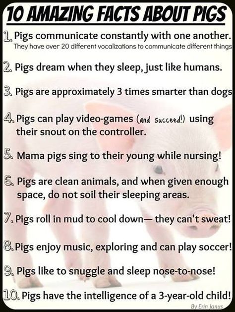 Mini Pig Care, Potbelly Pigs, Pig Facts, Pig Showing, Raising Pigs, Pet Pig, Micro Pigs, Teacup Pigs, Pot Belly Pigs