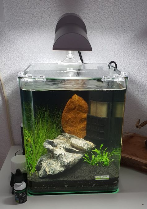 My Dennerle Nano Cube 10 liter / 2.5 gallon after a few adjustments 2.5 Gallon Tank Ideas, 5 Gallon Aquarium, Aqua Scape, Fish Aquarium Decorations, Amazing Aquariums, Cool Fish Tanks, Betta Aquarium, Garden Pond Design, Nano Aquarium