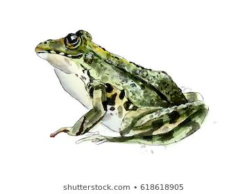 Collage With Fabric, Toad And Frog, Karl Martens, Frog Artwork, Frog Watercolor, Leopard Frog, Common Frog, Frog Painting, Frog Illustration