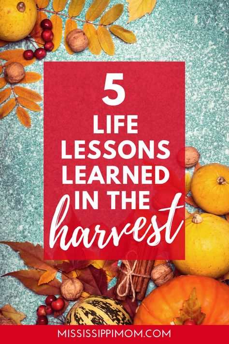 Women Devotional, Bible Verses For Women, Biblical Truths, Daily Devotions, Christian Stuff, Lessons Learned In Life, Encouraging Scripture, Christian Encouragement, The Harvest