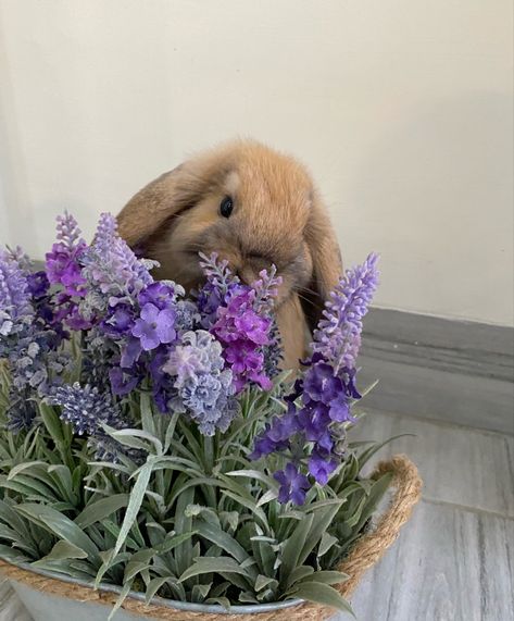 Aesthetic Bunny Pfp, Aesthetic Bunnies, Funny Bunny Videos, Bunny Room, Bunny Aesthetic, Bunny Cages, Cute Bunny Pictures, Holland Lop, Animal Icon