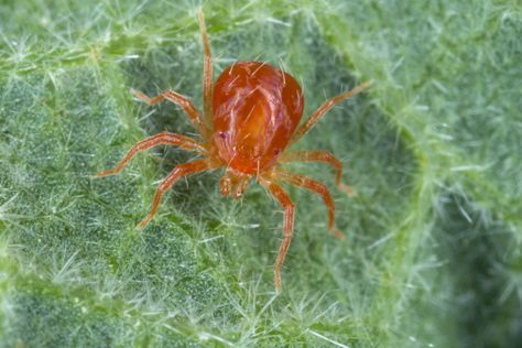 How to Get Rid of Spider Mites on Houseplants for Good Clover Mites, Signs Of Bed Bugs, Garden Creatures, Random Animals, Get Rid Of Spiders, Types Of Spiders, Cedar Oil, Japanese Beetles, Spider Mites