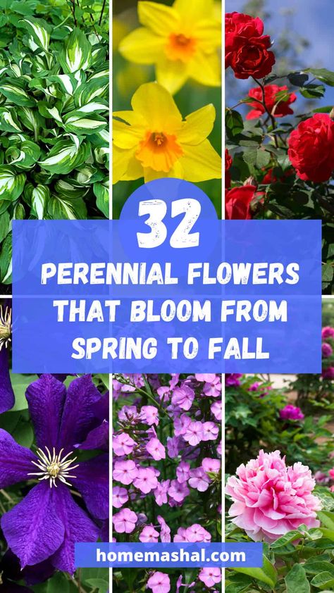 32 Perennial Flowers That Bloom From Spring To Fall Perennials That Bloom Spring To Fall, Best Perennials For Shade, Spring Perennials, Perennial Garden Plans, Fall Landscaping, Perennial Gardens, Long Blooming Perennials, Garden Flowers Perennials, Perennial Flowers