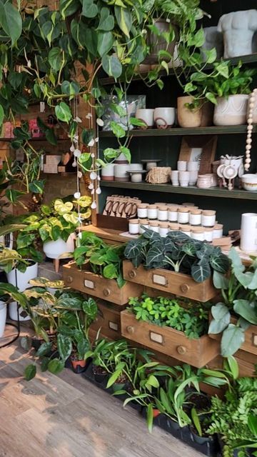 Retail Houseplant Displays, Plant Shop Decor, House Plant Shop, Plant Shop Design, Plant Store Display, Plant Shop Interior, Plant Store Ideas, Plant Nursery Ideas, Plant Store Aesthetic