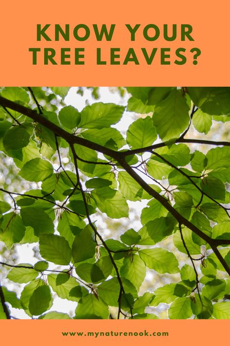 Learn how to identify trees by their leaves with this simple tree leaf nature study tutorial How To Identify Trees By Leaves, Identify Trees By Leaves, Tree Identification Chart, Leaf Identification Chart, Leaf Lesson Plans, How To Identify Trees, Identify Trees, Study Tutorial, Tree Leaf Identification