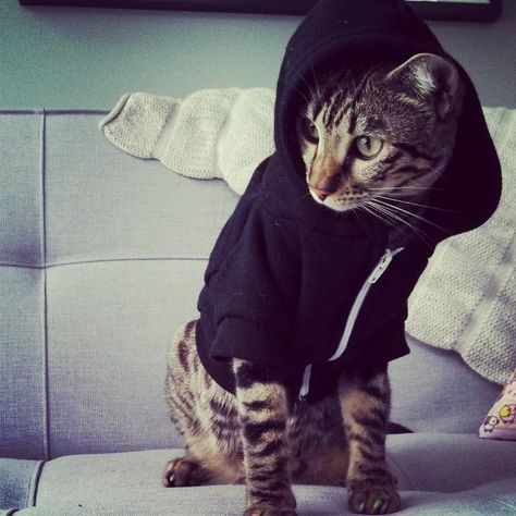 From OP: "My cat Crouton should be a hoody model" Cat In Hoodie, Gangster Cat, Koci Humor, Cats Memes, Puppies And Kitties, Cat Fashion, Cat Hoodie, Cat Aesthetic, Cat Costumes