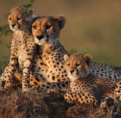 Cheetah family Asiatic Cheetah, Cheetah Family, Cheetah Cubs, Disney World Rides, Africa Safari, Game Reserve, Cheetahs, Big Cat, African Safari