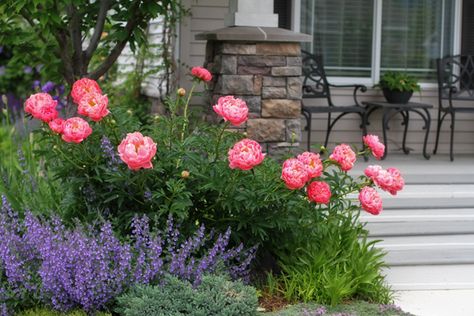 Peony Bedding, Functional Garden, Peony Garden, Garden Flower Beds, Backyard Flowers, Cottage Garden Plants, English Cottage Garden, Lawn And Landscape, Peonies Garden