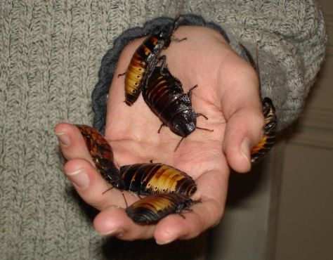 madagascar hissing cockroaches Madagascar Hissing Cockroach, Roach Infestation, Kill Roaches, Coral Snake, Cool Bugs, Horned Frogs, Facts For Kids, Tax Refund, Creature Feature