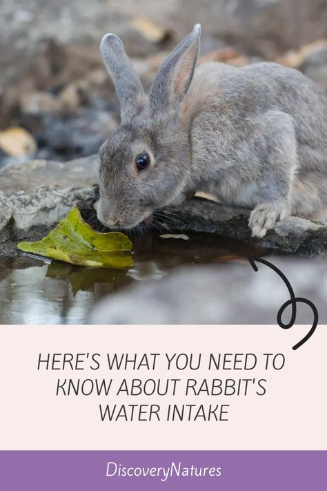 Water is essential to a rabbit's diet,and they will drink a lot of it. Ensure the water you give your rabbits is clean and fresh. Read more to know about rabbit's water intake. #petrabbit #petbunny #waterintakeofrabbits Rabbit Waterer, Electrolyte Water, Rabbit Diet, Wild Bunny, Rabbit Water Bottle, Rabbit Life, Wild Rabbit, Rabbit Eating, Water Weight