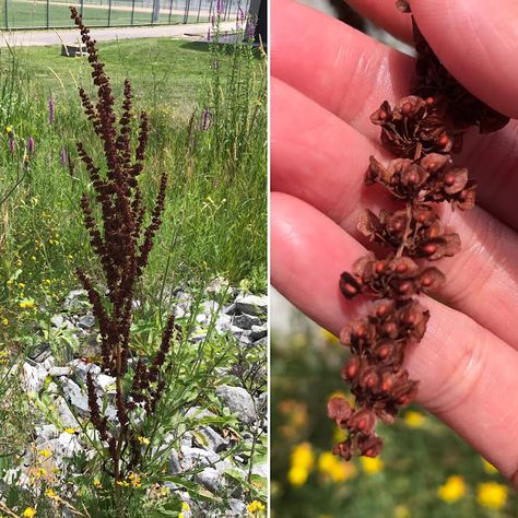 Once upon a cook: Curly Dock Seed Bannock - Wild Edible Flour Substi... African Sumac Tree, Poison Sumac Rash, Sumac Berries, Sumac Powder, Sumac Spice, Kong Recipes, Homestead Farm, Sacred Plant, Hunter Gatherer